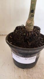 ENXERTO 12154 – 20cm (cor LM 08) - Imagem 7