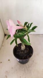 ENXERTO 12154 – 20cm (cor LM 08) - Imagem 6