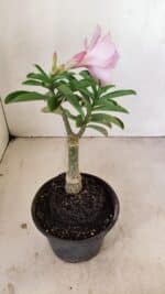 ENXERTO 12154 – 20cm (cor LM 08) - Imagem 5