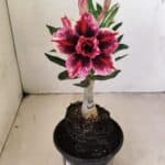 ENXERTO 12155 – 20cm (cor LM 1007)