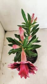 ENXERTO 12155 – 20cm (cor LM 1007) - Imagem 4