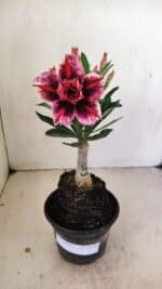 ENXERTO 12155 – 20cm (cor LM 1007) - Imagem 7