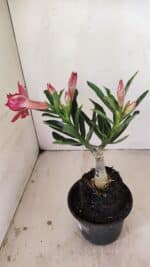 ENXERTO 12155 – 20cm (cor LM 1007) - Imagem 6