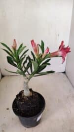 ENXERTO 12155 – 20cm (cor LM 1007) - Imagem 5