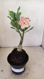 ENXERTO 12156 – 20cm (cor LM 728) - Imagem 2