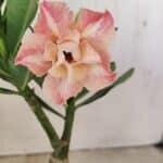 ENXERTO 12156 – 20cm (cor LM 728)