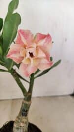 ENXERTO 12156 – 20cm (cor LM 728)