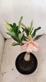 ENXERTO 12156 – 20cm (cor LM 728) - Imagem 4