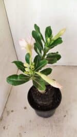 ENXERTO 12156 – 20cm (cor LM 728) - Imagem 5