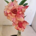 ENXERTO 12158 – 20cm (cor LM 501)