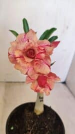 ENXERTO 12158 – 20cm (cor LM 501)