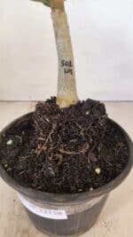 ENXERTO 12158 – 20cm (cor LM 501) - Imagem 7