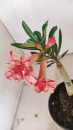 ENXERTO 12158 – 20cm (cor LM 501) - Imagem 4