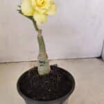 ENXERTO 12159  – 20cm (cor LM 1004)