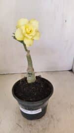 ENXERTO 12159  – 20cm (cor LM 1004)