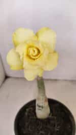 ENXERTO 12159  – 20cm (cor LM 1004) - Imagem 3