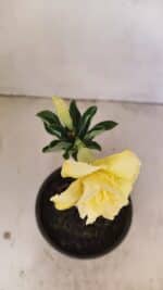 ENXERTO 12159  – 20cm (cor LM 1004) - Imagem 4