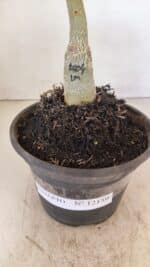 ENXERTO 12159  – 20cm (cor LM 1004) - Imagem 7