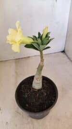 ENXERTO 12159  – 20cm (cor LM 1004) - Imagem 5