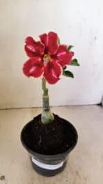 ENXERTO 12160  – 20cm (cor LM 887) - Imagem 2