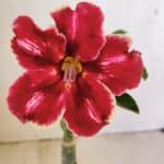 ENXERTO 12160  – 20cm (cor LM 887)