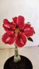 ENXERTO 12160  – 20cm (cor LM 887)