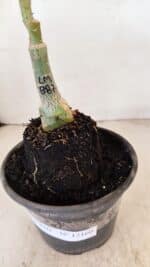 ENXERTO 12160  – 20cm (cor LM 887) - Imagem 7