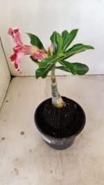 ENXERTO 12160  – 20cm (cor LM 887) - Imagem 6