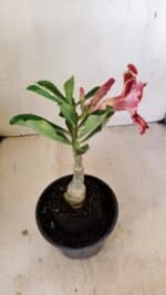 ENXERTO 12160  – 20cm (cor LM 887) - Imagem 5