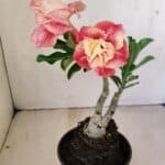 ENXERTO 12161  – 20cm (cor LM 582)