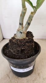 ENXERTO 12161  – 20cm (cor LM 582) - Imagem 7