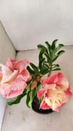 ENXERTO 12161  – 20cm (cor LM 582) - Imagem 3