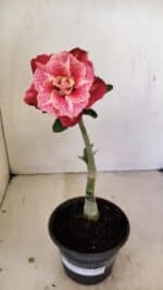 ENXERTO 12162 – 20cm (cor LM 913) - Imagem 2