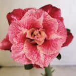 ENXERTO 12162 – 20cm (cor LM 913)