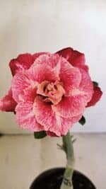 ENXERTO 12162 – 20cm (cor LM 913)