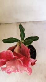 ENXERTO 12162 – 20cm (cor LM 913) - Imagem 4