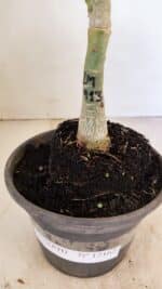 ENXERTO 12162 – 20cm (cor LM 913) - Imagem 6