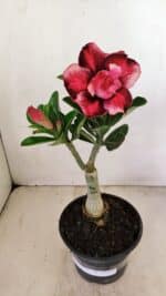 ENXERTO 12163 – 20cm (cor LM 491) - Imagem 2