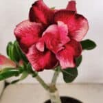 ENXERTO 12163 – 20cm (cor LM 491)