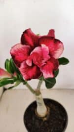 ENXERTO 12163 – 20cm (cor LM 491)