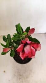 ENXERTO 12163 – 20cm (cor LM 491) - Imagem 4