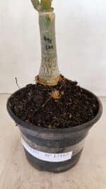 ENXERTO 12163 – 20cm (cor LM 491) - Imagem 5