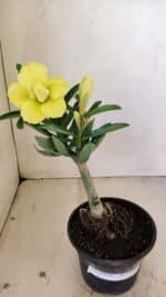 ENXERTO 12164 – 20cm (cor LM 436) - Imagem 2