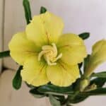 ENXERTO 12164 – 20cm (cor LM 436)