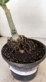 ENXERTO 12164 – 20cm (cor LM 436) - Imagem 5