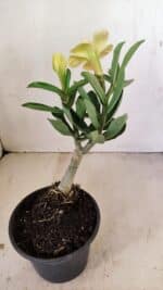 ENXERTO 12164 – 20cm (cor LM 436) - Imagem 4