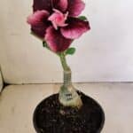 ENXERTO 12165 – 20cm (cor LM 999)