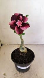 ENXERTO 12165 – 20cm (cor LM 999)