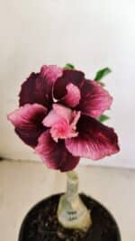 ENXERTO 12165 – 20cm (cor LM 999) - Imagem 3