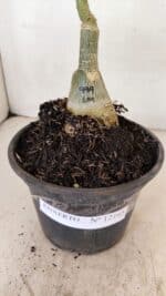 ENXERTO 12165 – 20cm (cor LM 999) - Imagem 6